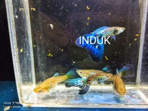 2 pasang Metal Snake skin Blue Blossom junior