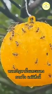 KUDSUN กาวดักแมลงวัน ที่ดักแมลงวัน ดักแมลงวัน ที่ไล่แมลงวัน ไล่แมลงวัน เครื่องไล่แมลงวัน ลูกบอลดักแมลง ลูกบอลไล่แมลง