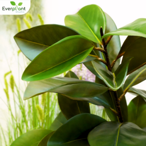 ต้นยางอินเดีย 3กิ่ง Rubber Plant ใบเขียว ต้นไม้ประดิษฐ์ ต้นไม้ปลอมเสมือนจริง  (ไม่รวมกระถางขาว)