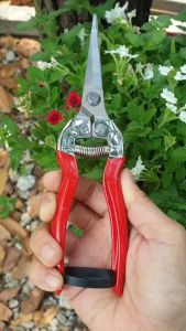 กรรไกรตัดแต่งกิ่ง ปากแหลม 8" เหมาะกับตัดกิ่งผลไม้ ดอกไม้ ก้านเล็กต่าง ๆ