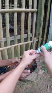 [BIG SALE] Heal Fast 60mL for Chickens & Gamefowl | Supports Active Performance & Animal Comfort