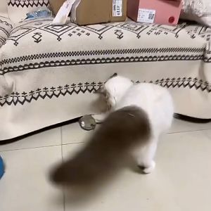 Đồ chơi cho Chó Mèo chuột lên dây cót vui nhộn - Love Pets Shop