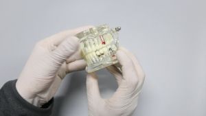 Dental Study Model Removable All Model Study Gigi Edukasi Transparan