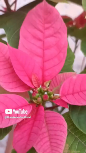 Set 3 Tanaman Poinsettia Warna-Warni Dekoratif Kastuba - Hijau/Abu-abu/Camel