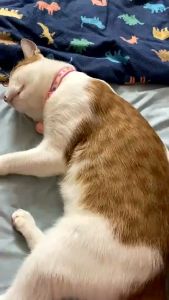 Lược chải lông rụng cho Chó Mèo dòng cao cấp Pakeway (mẫu mới) - Love Pets Shop