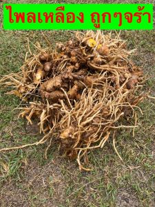 ไพลเหลือง ไพลสด นำไปปลูกได้ ปูเลย ว่านไพล ว่านไฟ  1 กิโลกรัม