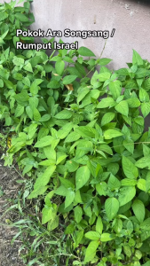 Daun Rumput Israel Segar / Daun Ara Songsang (Asystasia gigantica L) Obat Herbal Alami