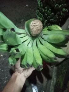 Pisang Batu Muda / pisang klutuk