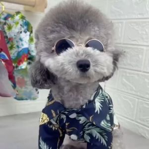 Baju Anjing Kucing | Kostum Kaos Kemeja Hawaii Aloha | Pet Aloha Hawai Shirt Clothes - T-Shirt Dengan Berbagai Motif Lucu Untuk Anjing dan Kucing - Baju Lucu Kucing Anjing Kemeja Flanel Motif Pantai Santai - Kemeja Pantai Anjing