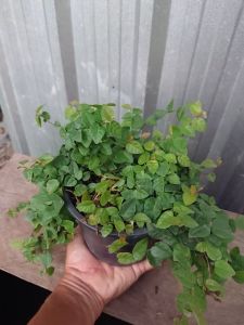 ต้นตีนตุ๊กแก ตีนตุ๊กแก ส่งพร้อมกระถาง 5.5นิ้ว ปลูกเกาะผนัง เกาะกำแพง ทำให้บ้านเย็น