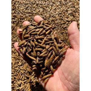 Sâu canxi sấy khô dinh dưỡng cho gà SÂU CANXI SẤY PHỒNG gói 500g - Thức ăn cho gà đá hamster cá cảnh sóc bông nhím