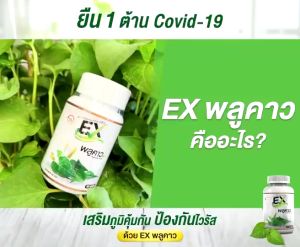 EXพลูคราว พลูคราวสกัดของแท้100% บรรจุ 30 เม็ด รับประกันของแท้ 100%