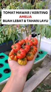 Benih Tomat Mawar AMELIA 10 gram Cap Bunga Matahari Produksi Tinggi Tomat Keriting Unggul