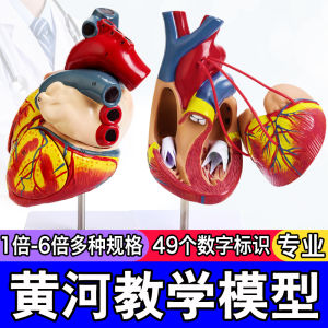 Life-Size Heart Anatomical Model Teaching Aid Ultrasonic Imaging Dissectable Enhanced Educational Toy for Ages 14 And up