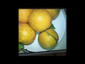 Máy chiếu vật thể ghi hình ảnh tài liệu học tập độ phân giải Full HD đa cổng kết nối HDM Document camera