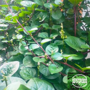 Daun binahong merah segar 1 kg baru petik