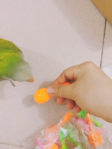 บอลนกแก้ว ของเล่นนก ของเล ่ นนกแก ้ วครบชุด การพัฒนาสติปัญญาการฝึกอบรมอุปกรณ ์ ผสมนกทั ้ งชุด Swing