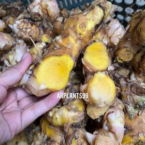 Bangle panglai segar 500gram