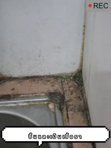 650ml น้ำยาฆ่าเชื้อรา กำจัดเชื้อรา (99.9%) บอกลากับผนังและเฟอร์นิเจอร์