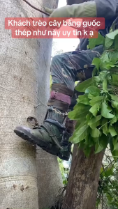 Guốc Chèo cây - Inox -  hỗ trợ chèo cây cao