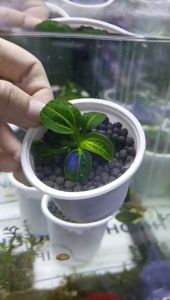 Cây trầu iguazu 2009 trồng trong bể thủy sinh đẹp