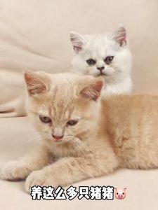 Pet Deodorant Biological Enzyme Spray 500ml Odor Remover for Cats Dogs Cage Litter Room