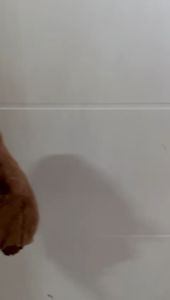 DREAMTOYS96 Boneka Animal Capybara Ingusan Snort Plushie