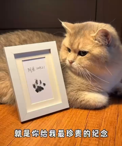 Pet ink pad dog cat paw print photo frame childrens colorful footprint souvenir wash-free ink pad