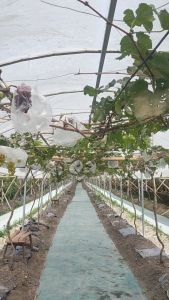 Bibit Anggur Import Julian || Bibit Anggur Julian