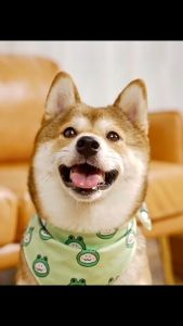 รหัสขนม: ขนมสุนัข ขนมขัดฟัน น้องหมา ผักผลไม้อบแห้ง ไก่พันผักผลไม้ ไก่อบแห้ง