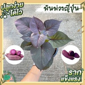 ต้นมัน ม่วงโอกินาว่า มันหวาน ยี่ปุ่น คัดเกรดพิเศษ ออร์แกนิค 6 นิ้ว ผักสวนครัว ผักสวนครัว 6 นิ้ว ผักสวนครัว ปลูก