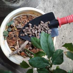 4 viên phân gà Nhật - siêu tốt cho cây cảnh và rau màu