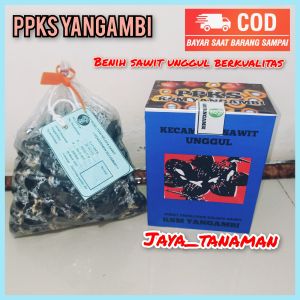 Bibit benih sawit unggul DXP PPKs buah besar medan siap semai