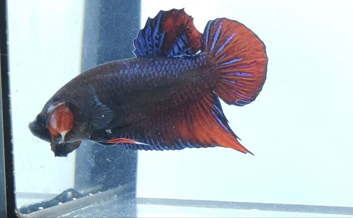 Lazada shop betta fish