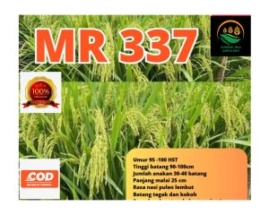 benih padi MR 337 kemasan 1kg kualitas unggul