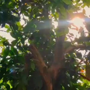 Kaos Anak KIDSWEAR Cowok Cewek Original Distro 1 1- 10 tahun T-shirt Anak laki laki perempuan