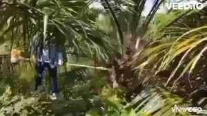 เครื่องตัดทะลายปาล์มน้ำมัน เครื่องแทงทลายปาล์ม เปลี่ยนหัวได้ 3 ตัว ความยาวรวมคน 4.80 ม. สินค้ามีอนุสิทธิบัตรห้ามลอกเลียน ไทยนต์การเกษตร