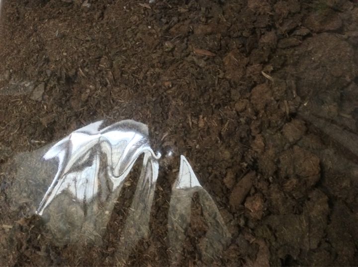Is Cow Manure Fertilizer Right For You Find Out Now - am8j7yn