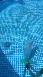 19 นิ้วอ่างน้ำร้อนสปาสาหร่ายทำความสะอาดแปรง ABS สระว่ายน้ำเครื่องมือทำความสะอาดหัวแปรงทำความสะอาดสระว่ายน้ำขนาด 19 นิ้ว สำหรับพื้นกระเบื้องผนัง ขนแปรงแข็งแรงเงา มืออาชีพพร้อมแปรงดูดสิ่งปฏิกูลที่มีความยืดหยุ่นพื้นสระว่ายน้ำหัวดูดแบบfours