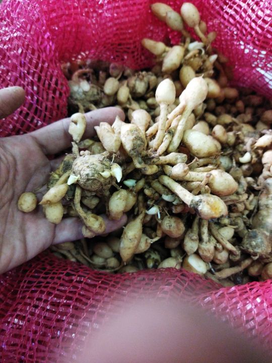 Kunyit%20Putih%201Kg%20Kunyit%20Putih%20Gombyok%20-%20Image%205