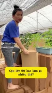 combo 10 viên nén xơ dừa tặng 2 túi phân