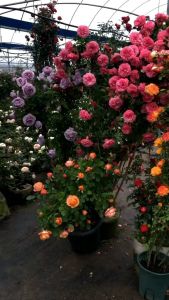 20 Benih Biji Mawar Rambat Climbing Rose Bunga seeds - Mawar Merah Kuning Orange