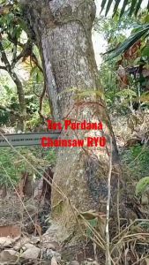 Ryu Gasoline Chainsaw RGS 22 / Gergaji Mesin Potong Kayu / Mesin Gergaji Tangan RGS 22