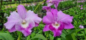 HOA LAN CATT JUMBO DEN LAI