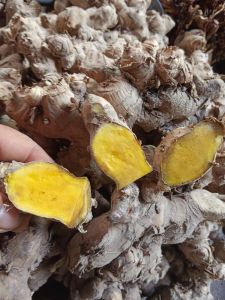 หัวไพลสดราคาส่งถูกที่สุุด 1 กิโล ปลูกแบบออแกนิค