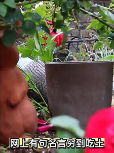 5KG Organic Loam Soil Universal Nutrient Soil Pure Garden Soil for Gardeners Plants Flower Vagetables Soil Potting Soil