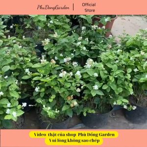 Hoa Nhài Ta (Lài Ta) cực đẹp thu hút ánh nhìn cao 45cm | Lỗi 1 đổi 1 trắng tinh khiết trang trí nhà cửa sân vườn