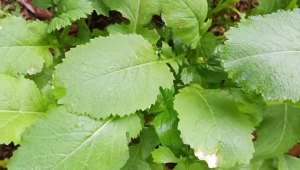 (200 BUTIR) BENIH SAWI ENSABI DAYAK KUALITAS PREMIUM