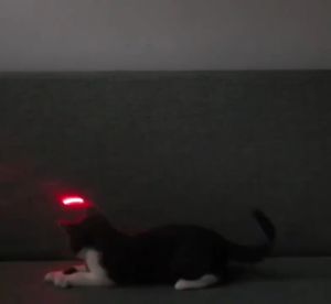 2in1 Cat Laser Toy Pointer Pet Kitten LED Light Pen Stick Keychain Children Play Dog Toys Mainan Kucing 宠物玩具逗猫激光灯