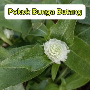 Pokok Bunga Butang Ungu  Putih Gomphrena Globosa Globe Amaranth Live Plant SHS Kebun